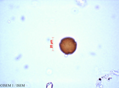 ISEM 1/Trifolium_resupinatum_29212/Trifolium_resupinatum_29212_0001(copy)_thumb.jpg